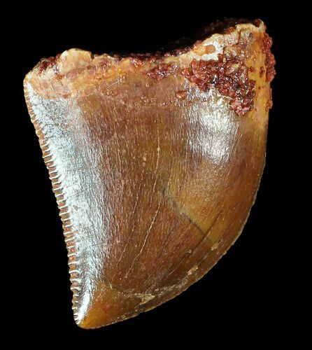 Serrated, Juvenile Carcharodontosaurus Tooth #55747